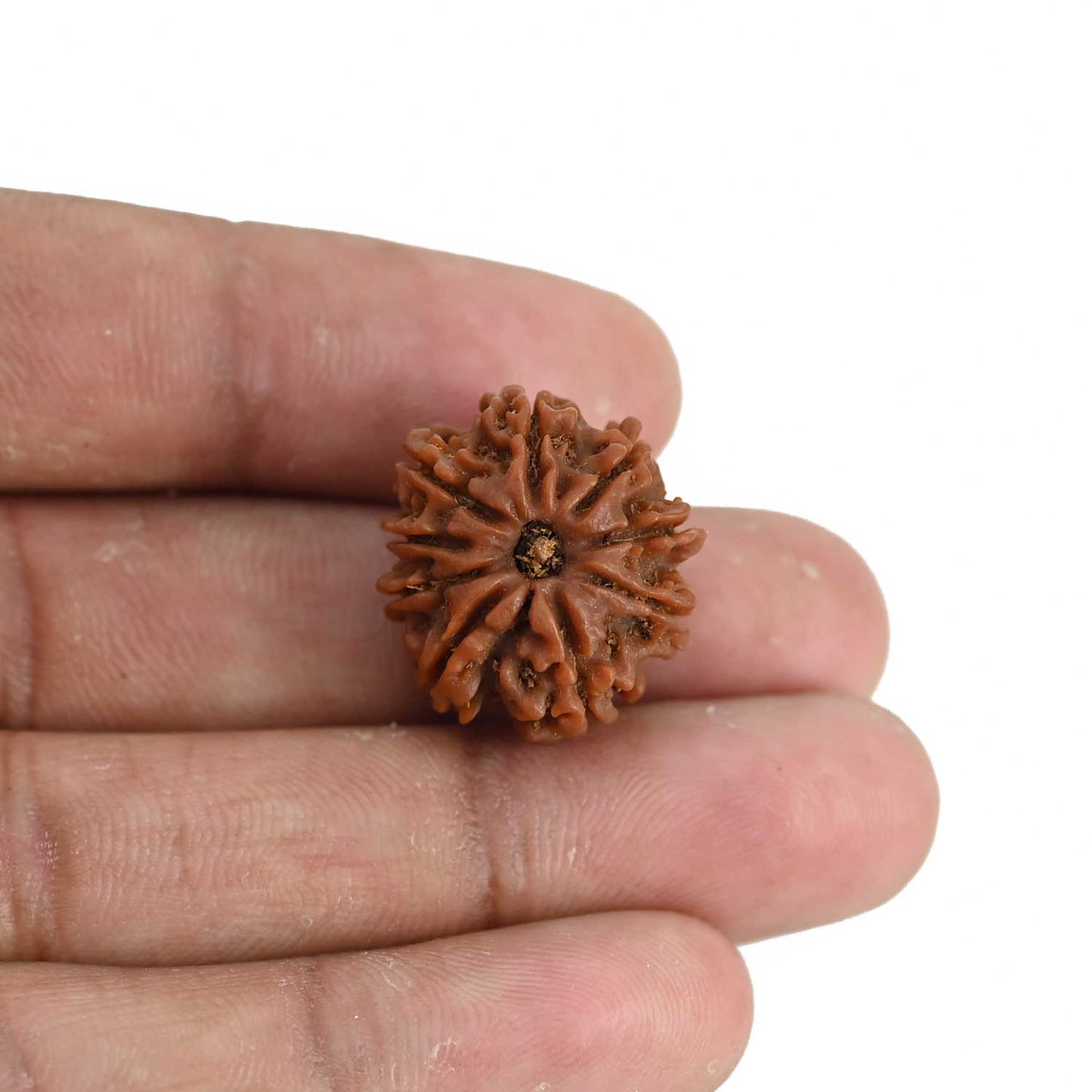 9 Mukhi Rudraksha (Nepal) 20.56 MM
