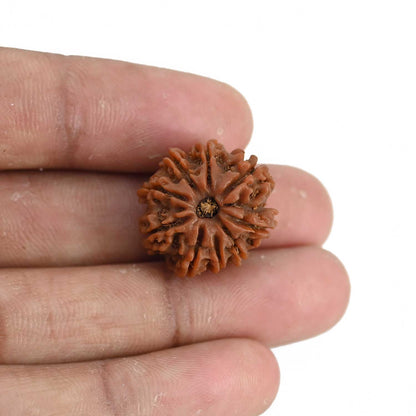 9 Mukhi Rudraksha (Nepal) 20.56 MM