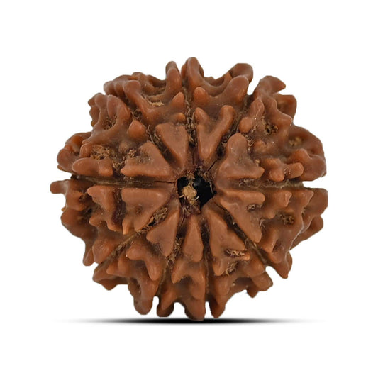 9 Mukhi Rudraksha (Nepal) 22.53 MM