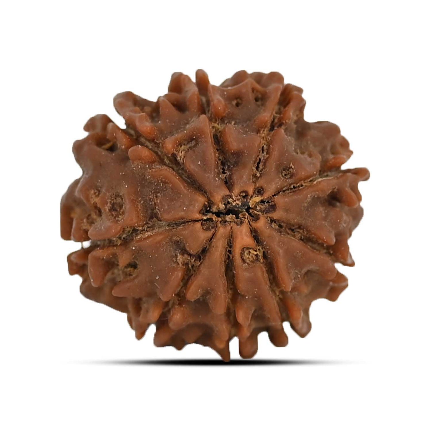 9 Mukhi Rudraksha (Nepal) 22.53 MM