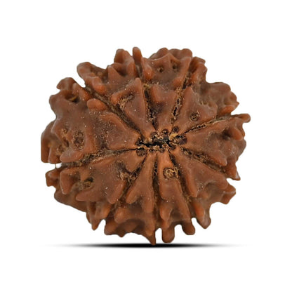 9 Mukhi Rudraksha (Nepal) 22.53 MM