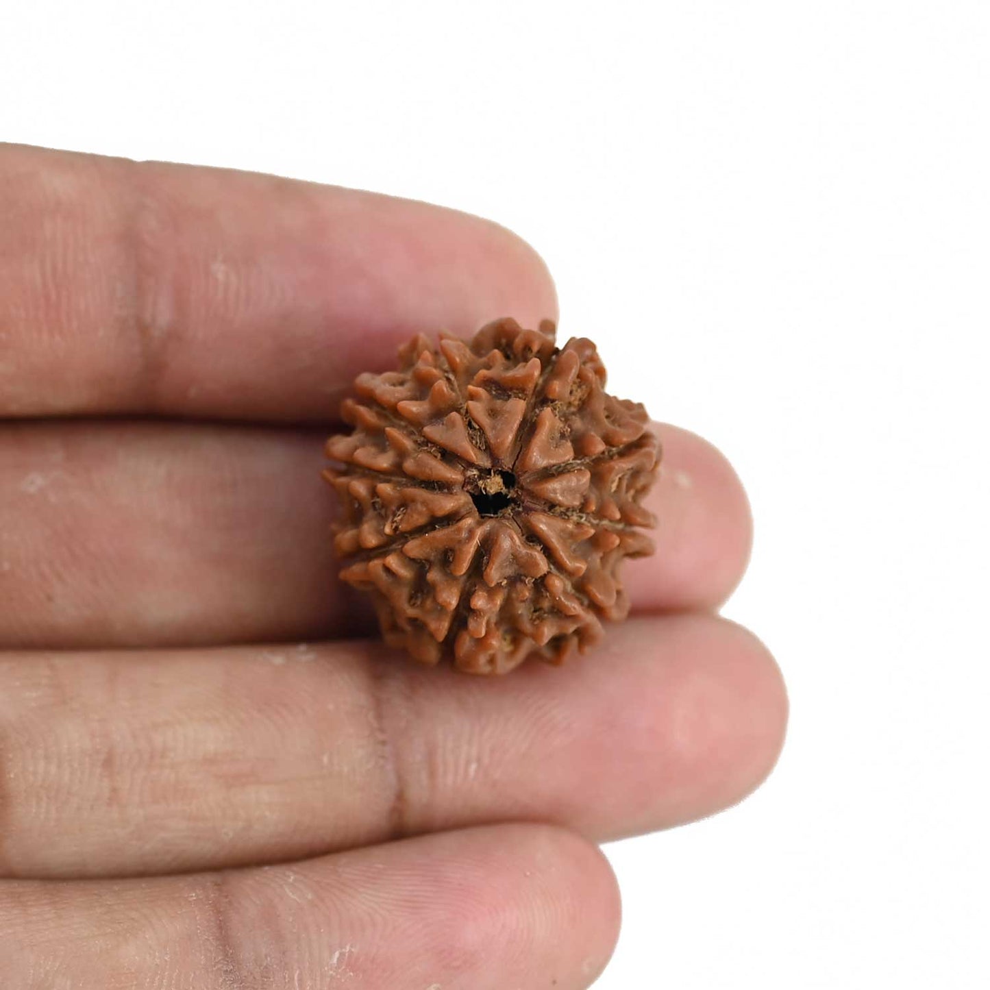 9 Mukhi Rudraksha (Nepal) 22.53 MM