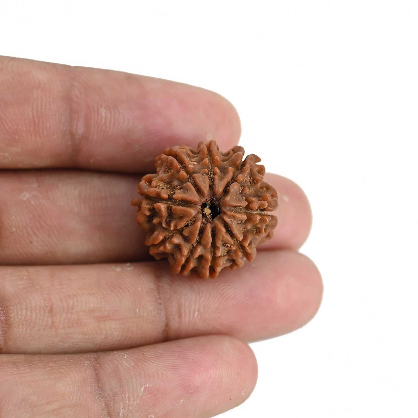 9 Mukhi Rudraksha (Nepal) 22.53 MM