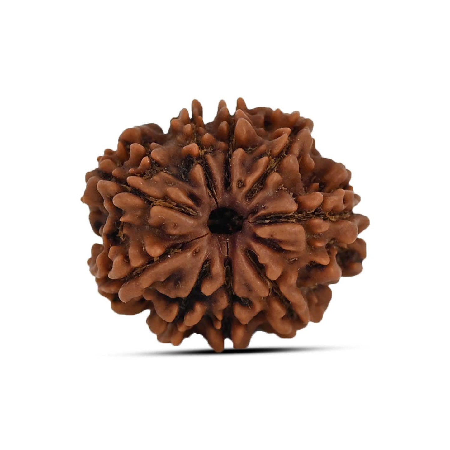 9 Mukhi Rudraksha (Nepal) 20.93 MM