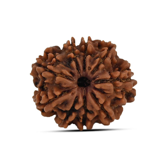 9 Mukhi Rudraksha (Nepal) 20.93 MM