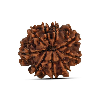 9 Mukhi Rudraksha (Nepal) 20.93 MM
