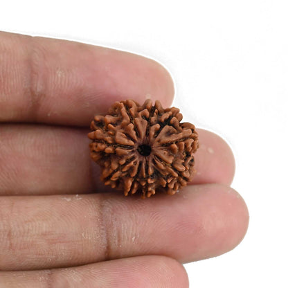 9 Mukhi Rudraksha (Nepal) 20.93 MM