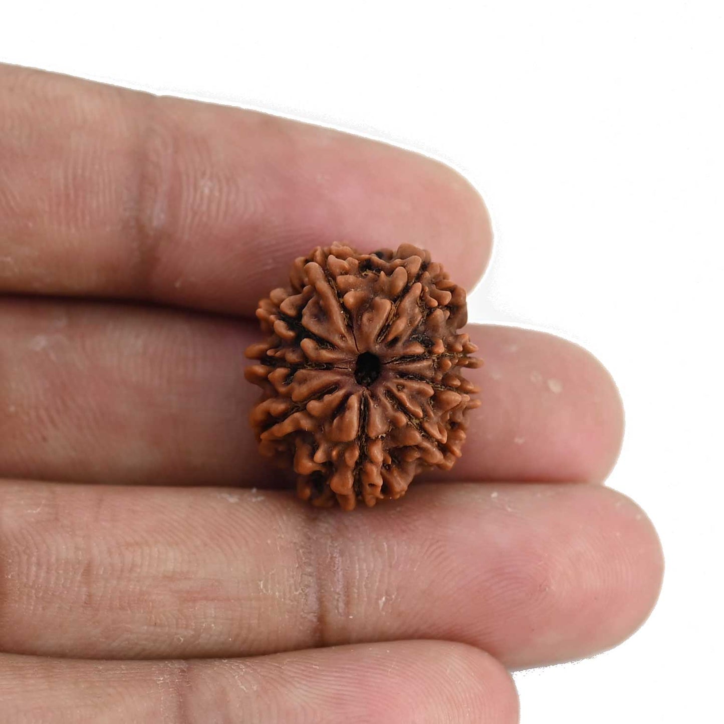 9 Mukhi Rudraksha (Nepal) 20.93 MM
