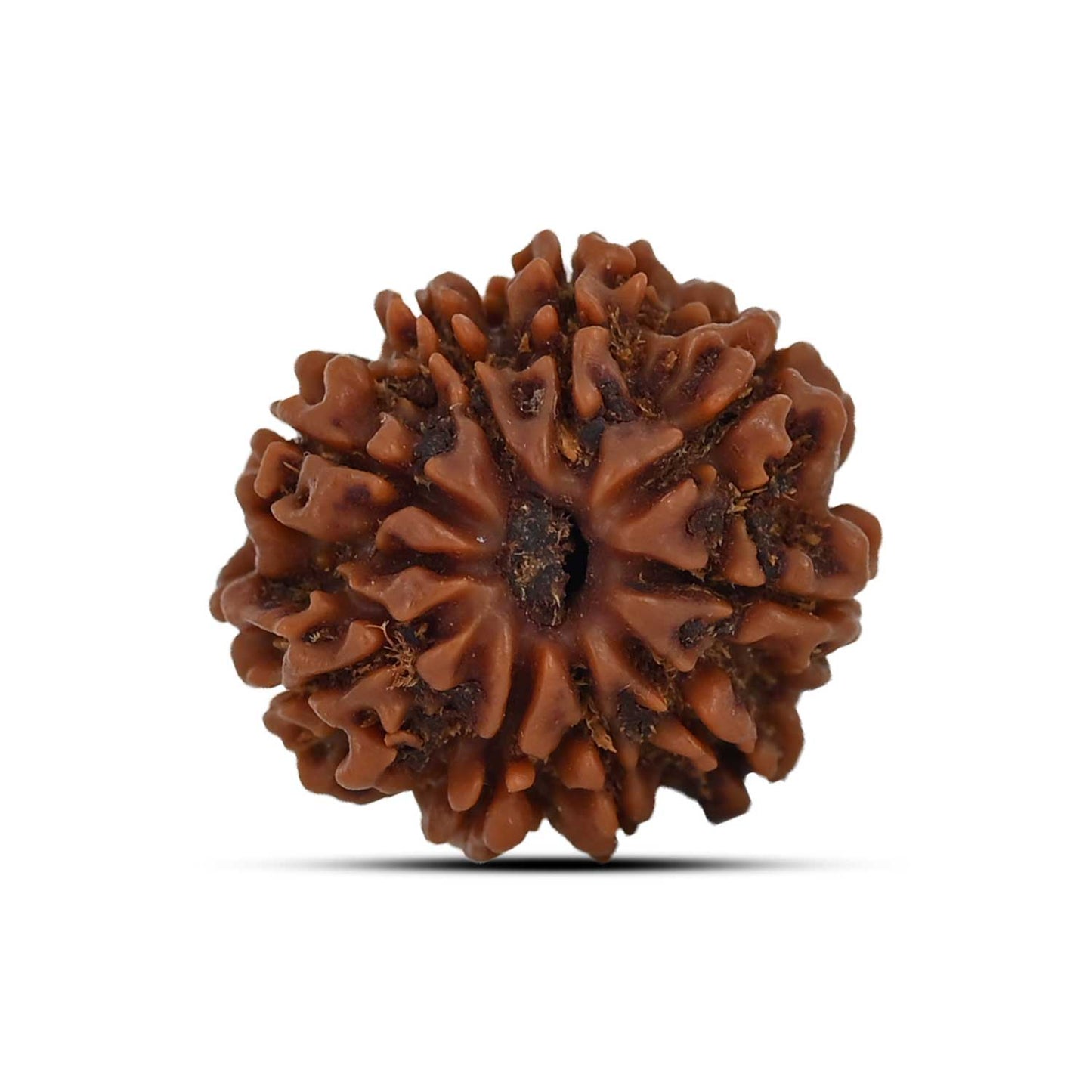 9 Mukhi Rudraksha (Nepal) 22.27 MM