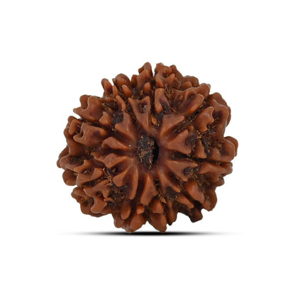 9 Mukhi Rudraksha (Nepal) 22.27 MM