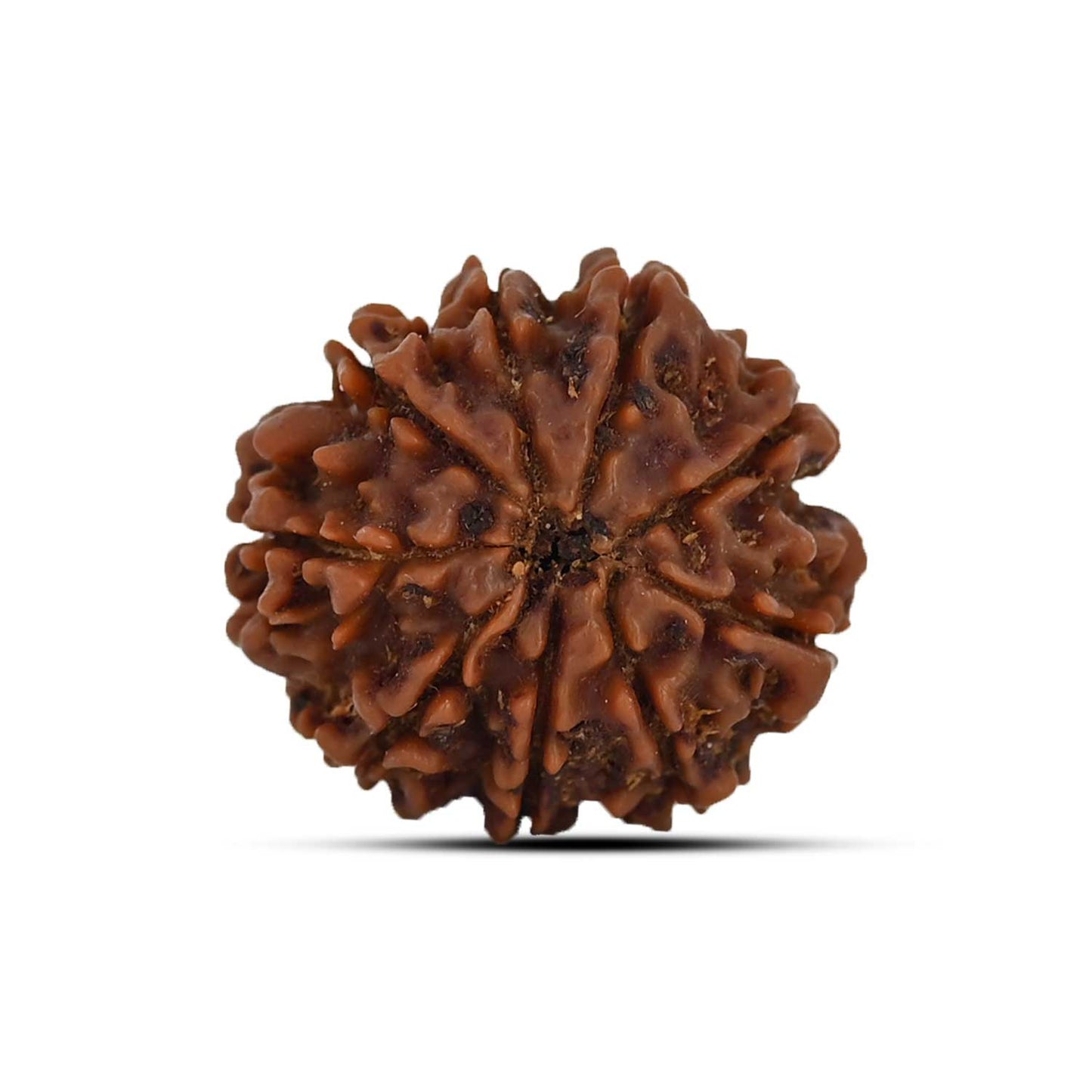 9 Mukhi Rudraksha (Nepal) 22.27 MM