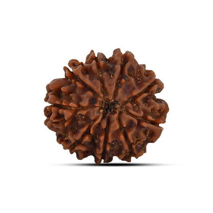 9 Mukhi Rudraksha (Nepal) 22.27 MM