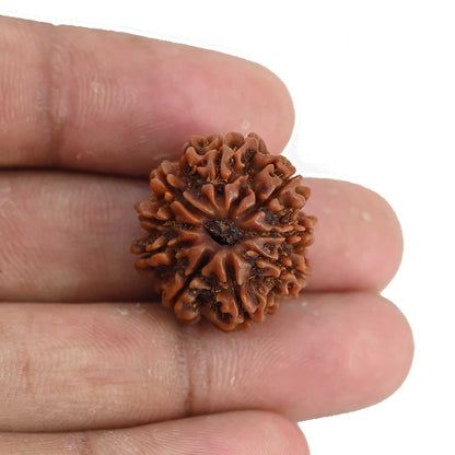 9 Mukhi Rudraksha (Nepal) 22.27 MM