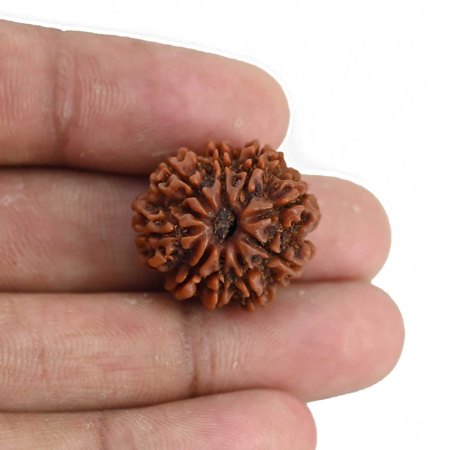 9 Mukhi Rudraksha (Nepal) 22.27 MM