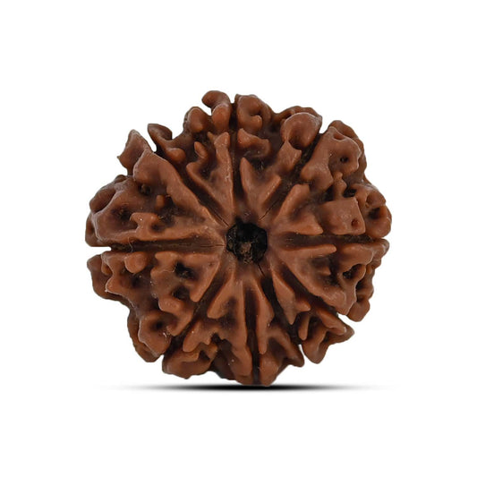 9 Mukhi Rudraksha (Nepal) 24.15 MM