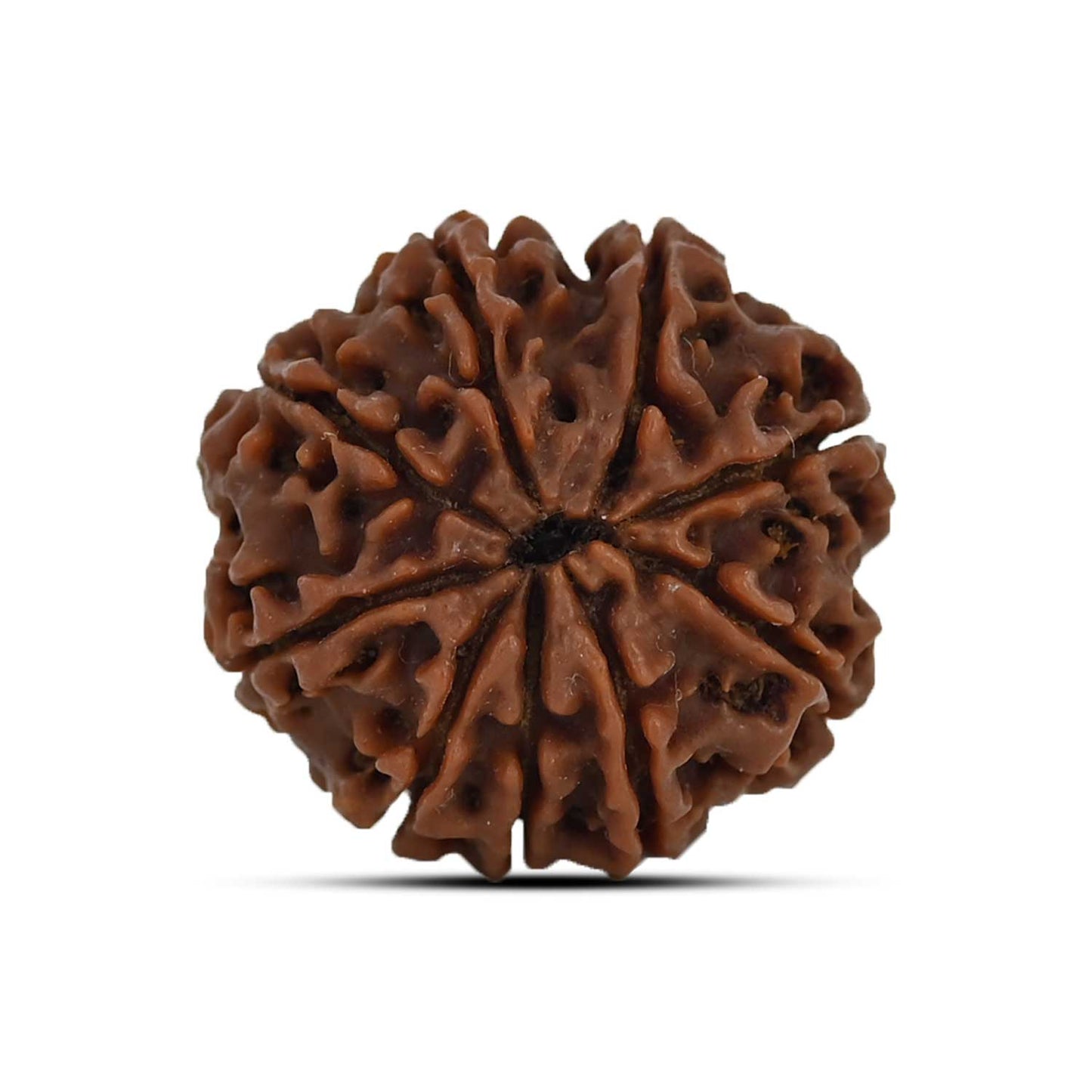9 Mukhi Rudraksha (Nepal) 24.15 MM