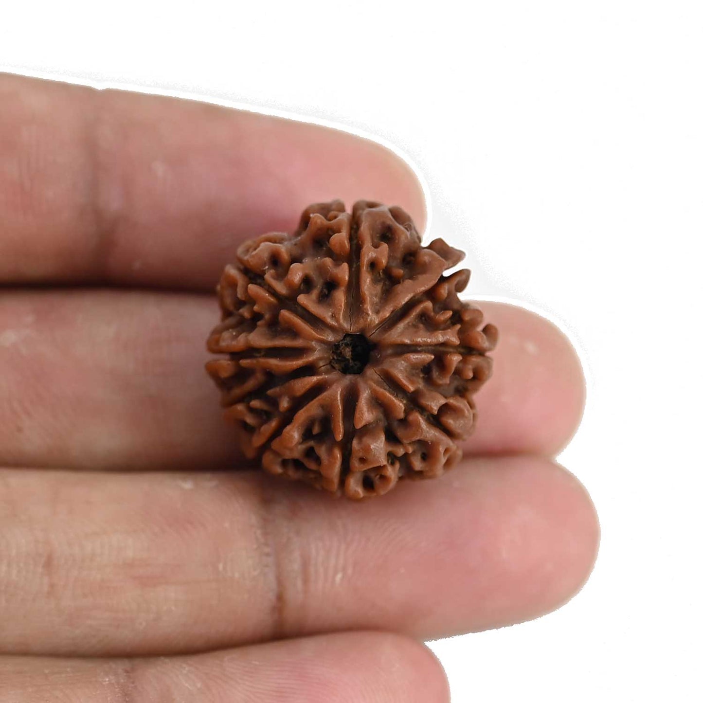 9 Mukhi Rudraksha (Nepal) 24.15 MM