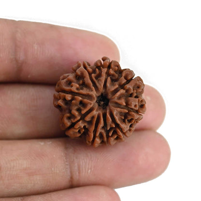 9 Mukhi Rudraksha (Nepal) 24.15 MM