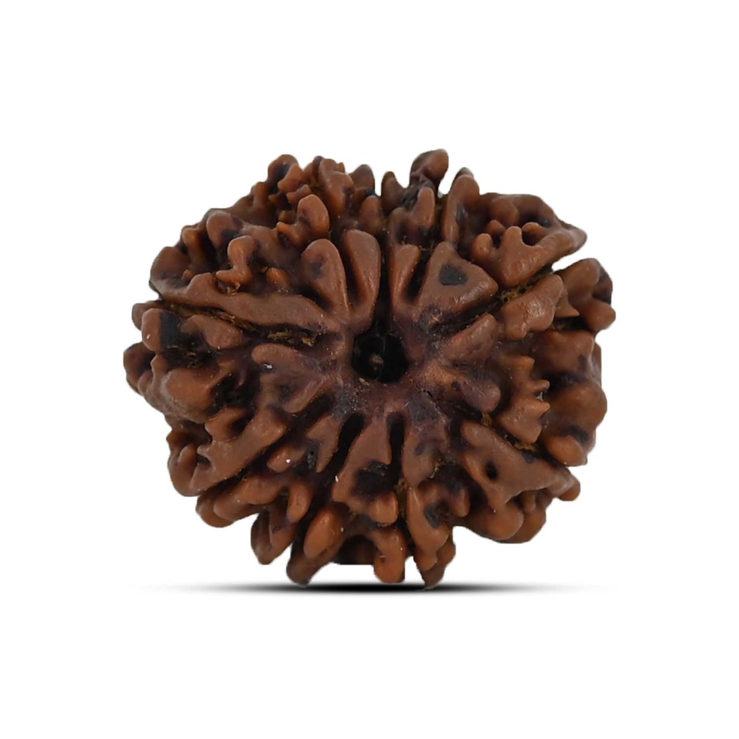 9 Mukhi Rudraksha (Nepal) 22.44 MM