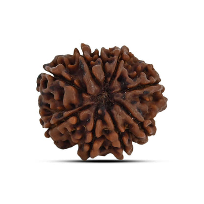 9 Mukhi Rudraksha (Nepal) 22.44 MM