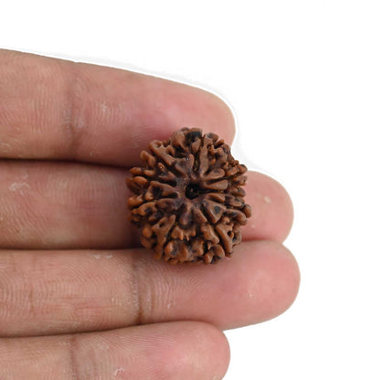 9 Mukhi Rudraksha (Nepal) 22.44 MM