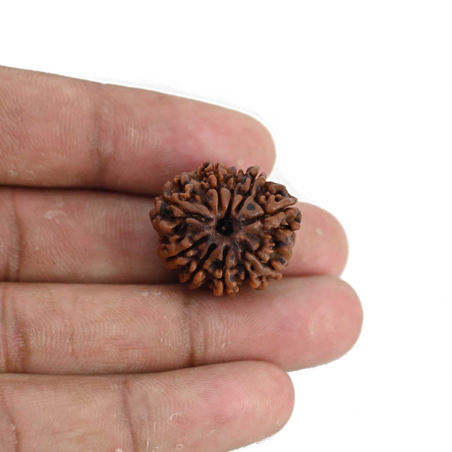9 Mukhi Rudraksha (Nepal) 22.44 MM
