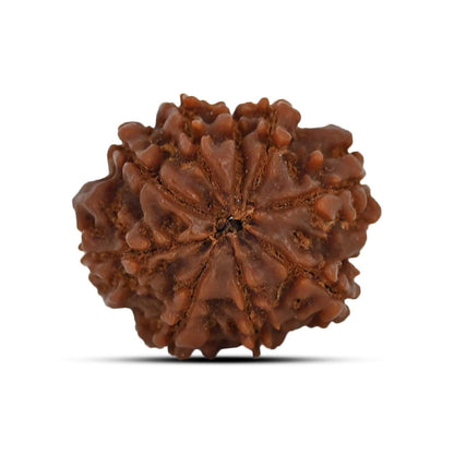 9 Mukhi Rudraksha (Nepal) 22.23 MM