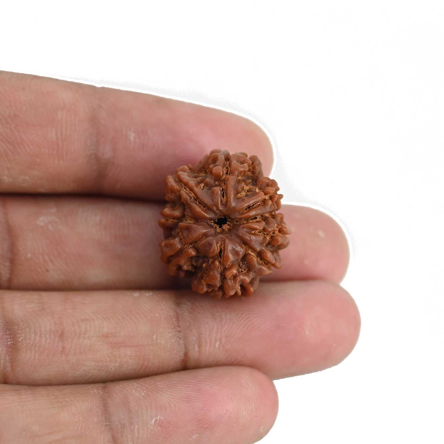9 Mukhi Rudraksha (Nepal) 22.23 MM