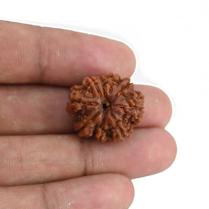 9 Mukhi Rudraksha (Nepal) 22.23 MM
