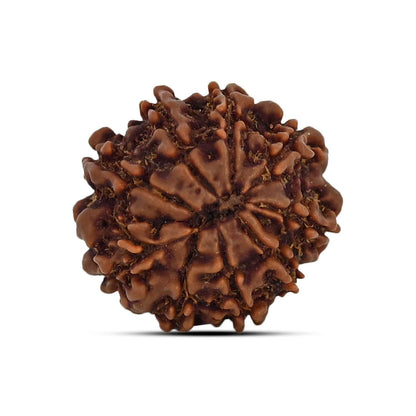 9 Mukhi Rudraksha (Nepal) 21.23 MM
