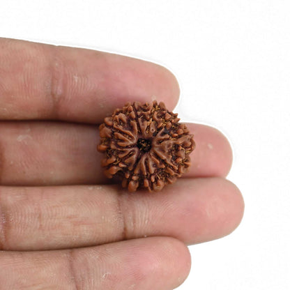 9 Mukhi Rudraksha (Nepal) 21.23 MM