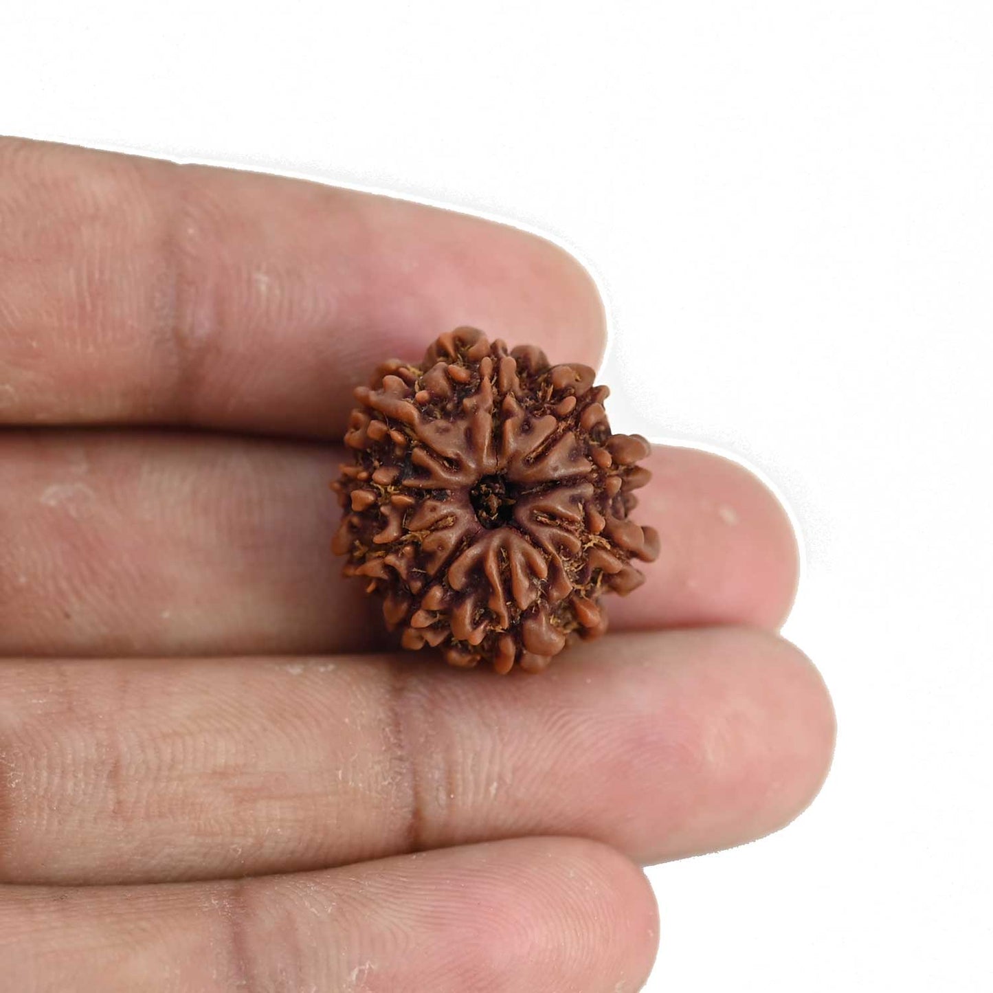 9 Mukhi Rudraksha (Nepal) 21.23 MM