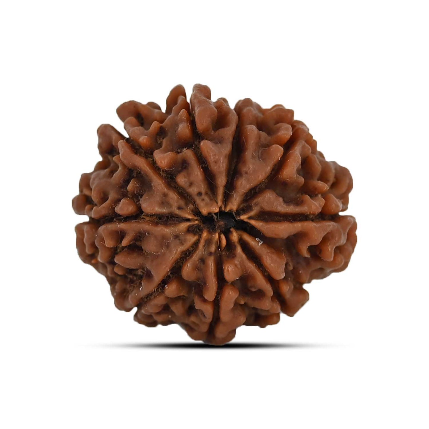 9 Mukhi Rudraksha (Nepal) 24.69 MM