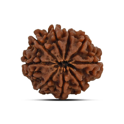 9 Mukhi Rudraksha (Nepal) 24.69 MM