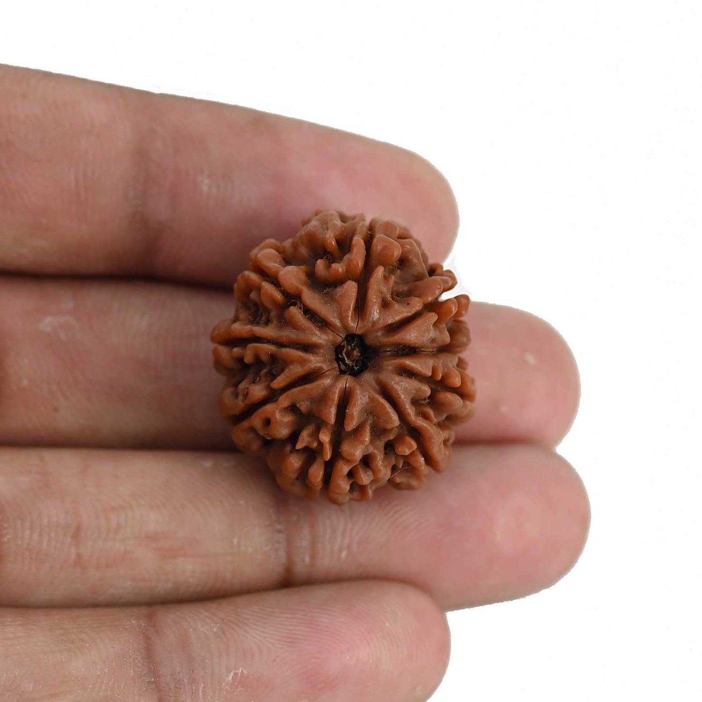 9 Mukhi Rudraksha (Nepal) 24.69 MM