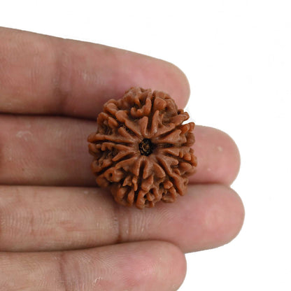 9 Mukhi Rudraksha (Nepal) 24.69 MM