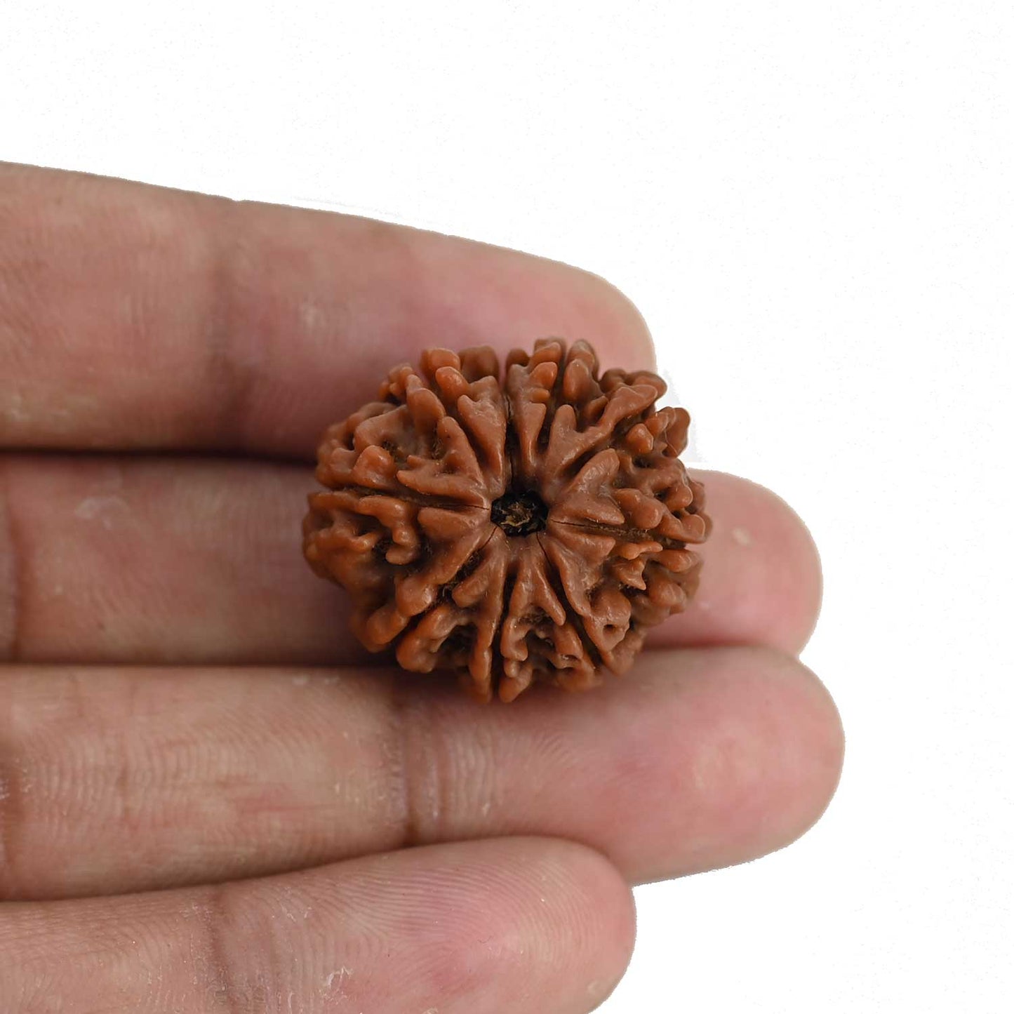 9 Mukhi Rudraksha (Nepal) 24.69 MM