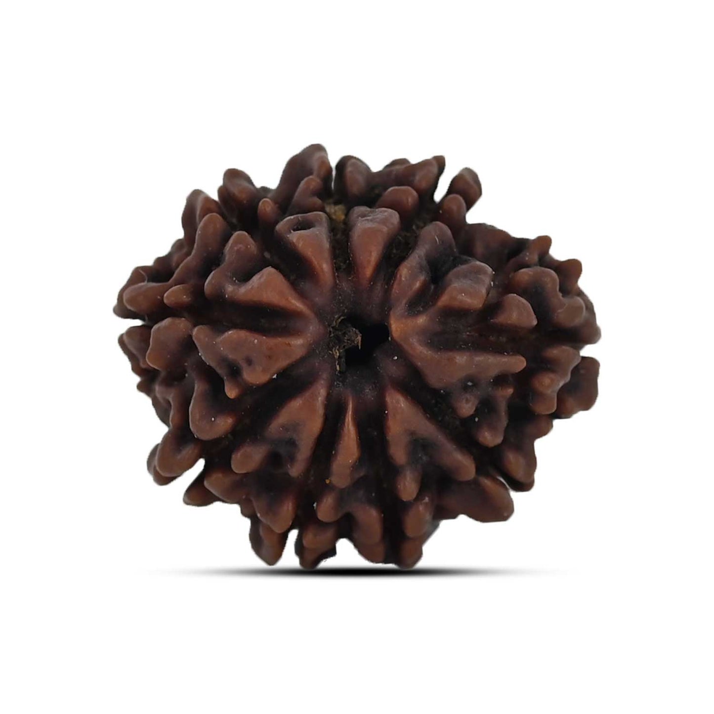 9 Mukhi Rudraksha (Nepal) 22.8 MM