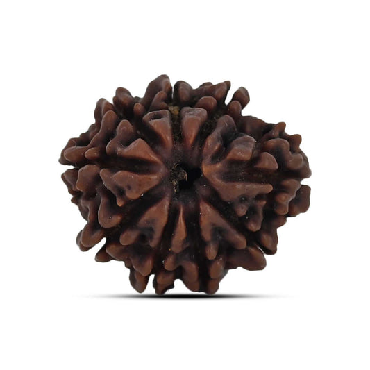 9 Mukhi Rudraksha (Nepal) 22.8 MM