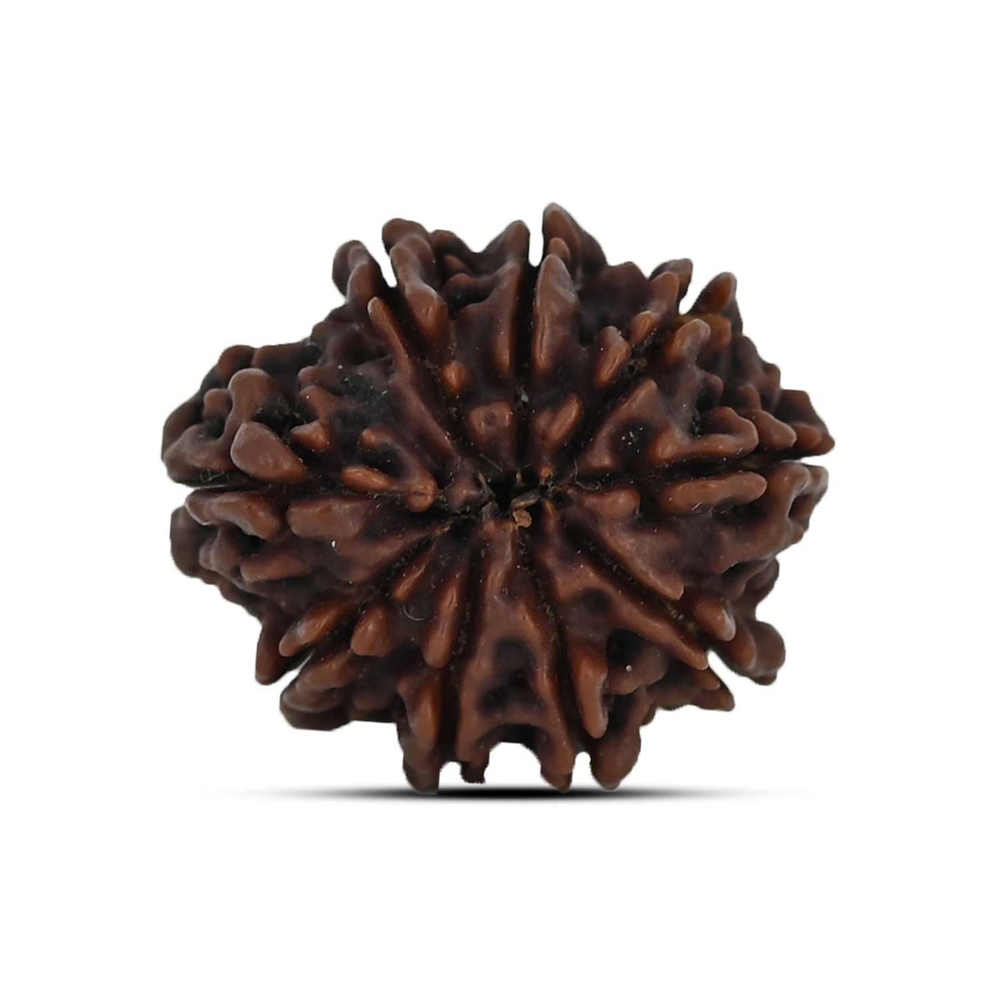 9 Mukhi Rudraksha (Nepal) 22.8 MM