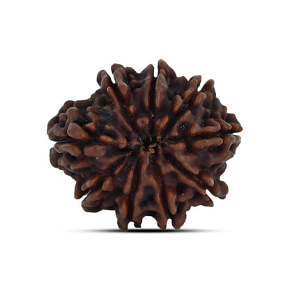 9 Mukhi Rudraksha (Nepal) 22.8 MM