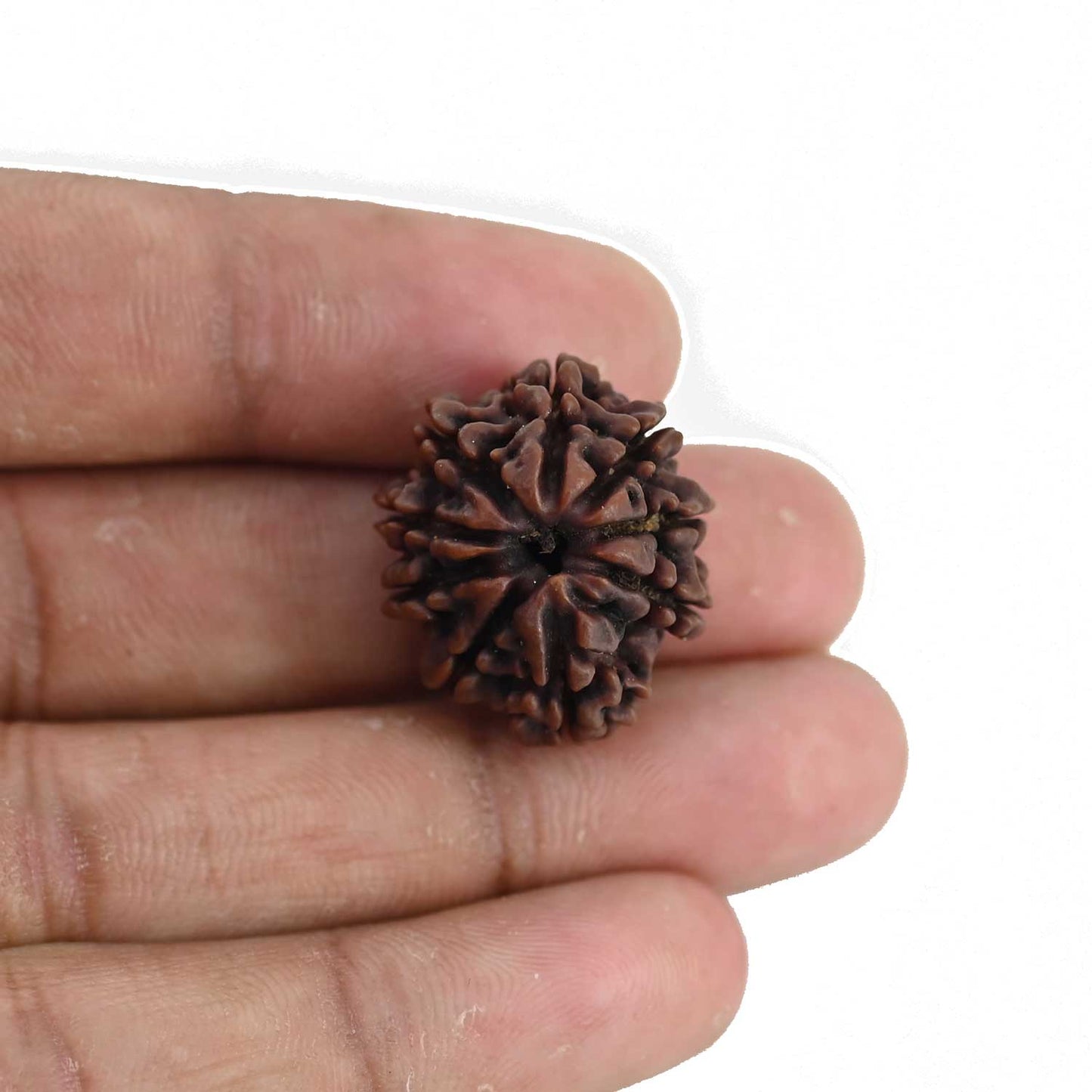 9 Mukhi Rudraksha (Nepal) 22.8 MM