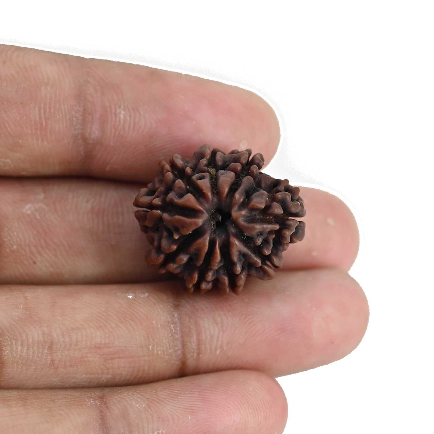 9 Mukhi Rudraksha (Nepal) 22.8 MM