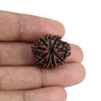 9 Mukhi Rudraksha (Nepal) 22.8 MM