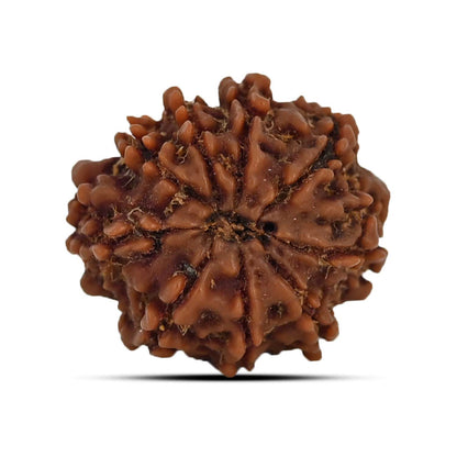 9 Mukhi Rudraksha (Nepal) 21.49 MM