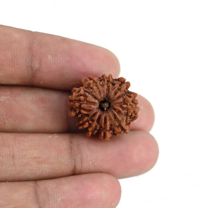9 Mukhi Rudraksha (Nepal) 21.49 MM