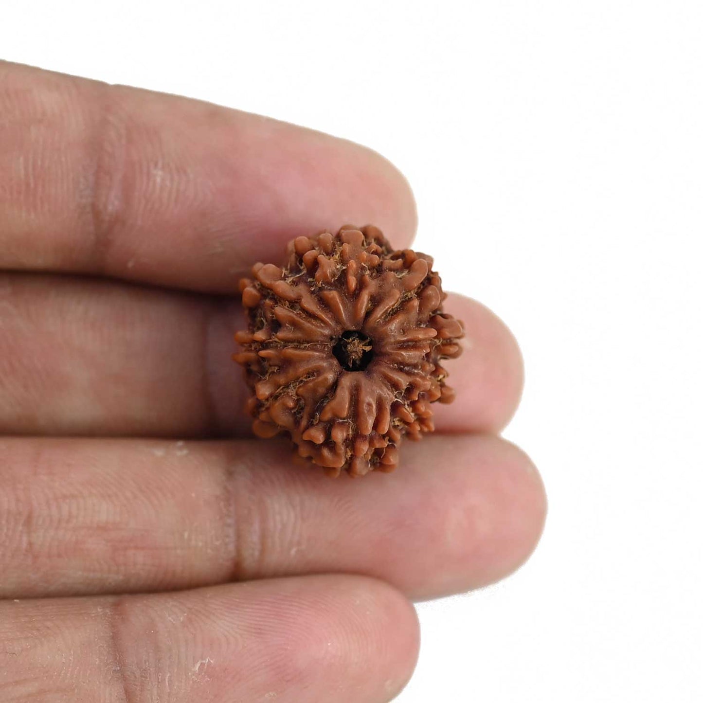 9 Mukhi Rudraksha (Nepal) 21.49 MM