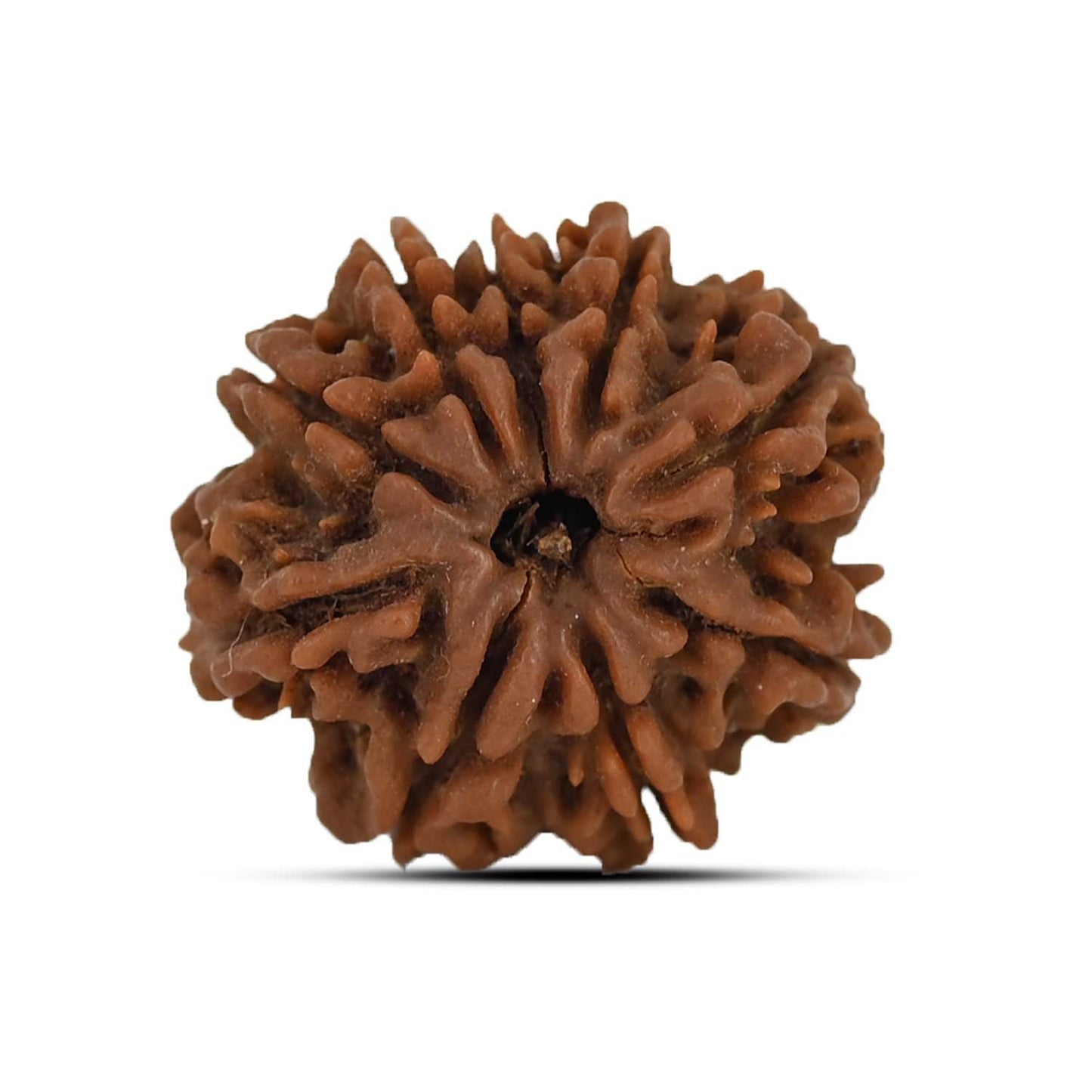 9 Mukhi Rudraksha (Nepal) 23.79 MM