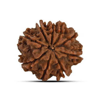 9 Mukhi Rudraksha (Nepal) 23.79 MM