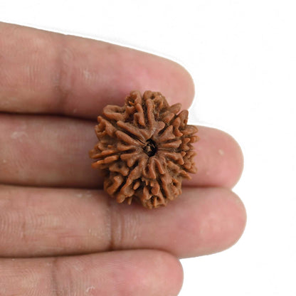 9 Mukhi Rudraksha (Nepal) 23.79 MM